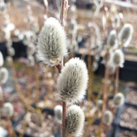 Salix  'Glen Lochay'